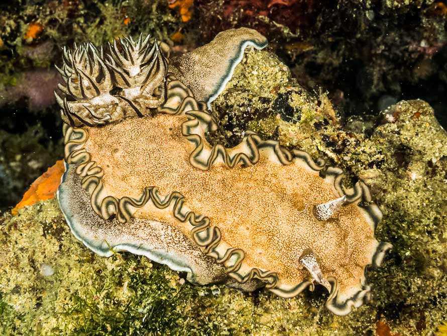 Glossodoris hikuerensis